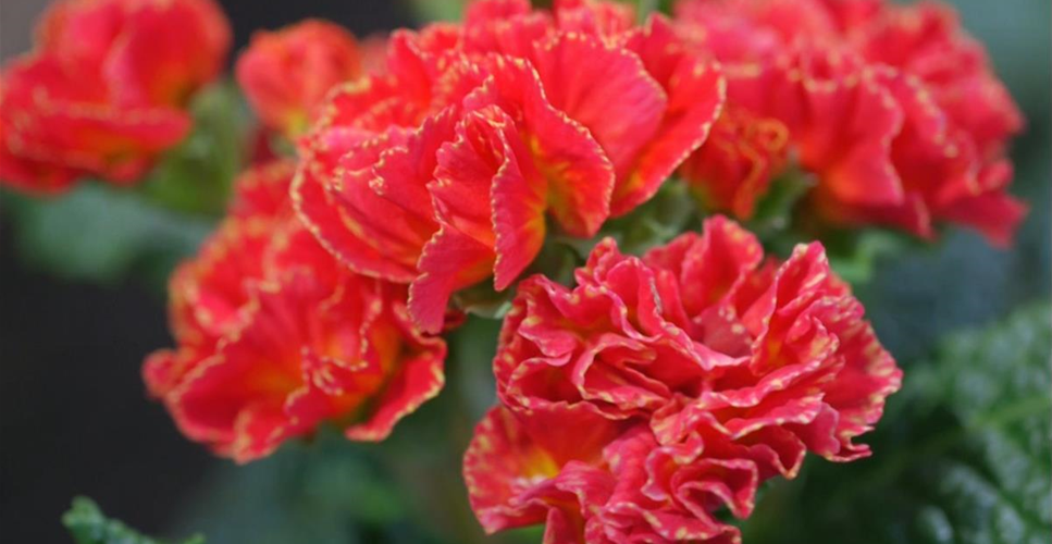 PRIMELN - EINPFLANZEN IM GARTEN