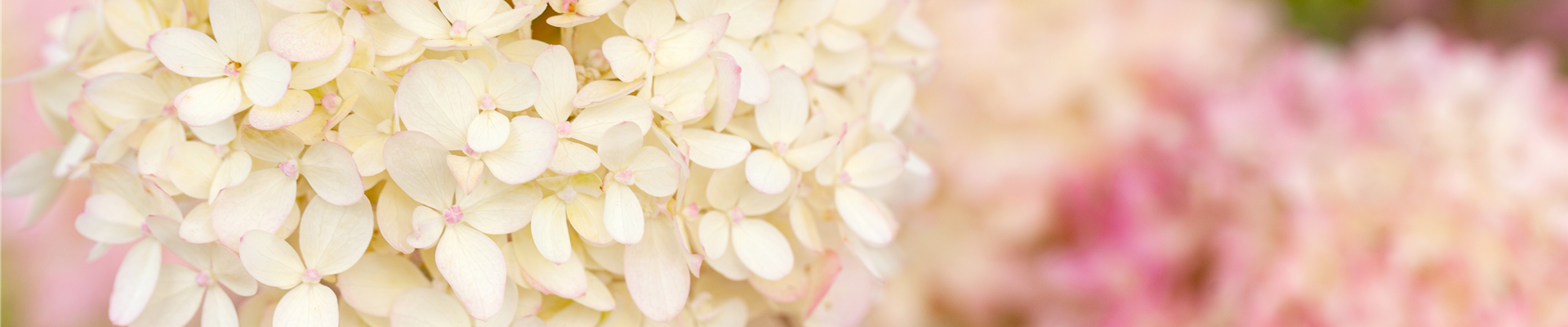 Hydrangea arborescens