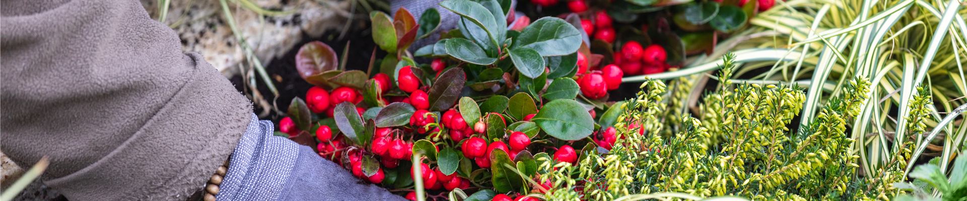 Grabgestaltung - Grab bepflanzen