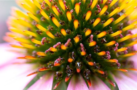 Echinacea