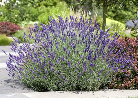 PFLANZE DES MONATS JUNI: LAVENDEL