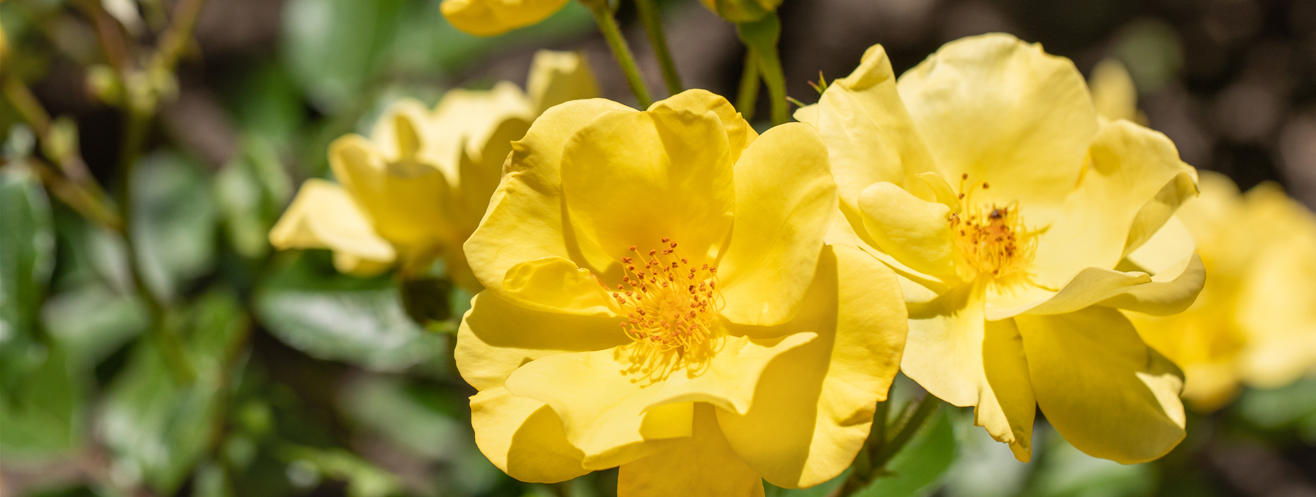Bodendecker Rose