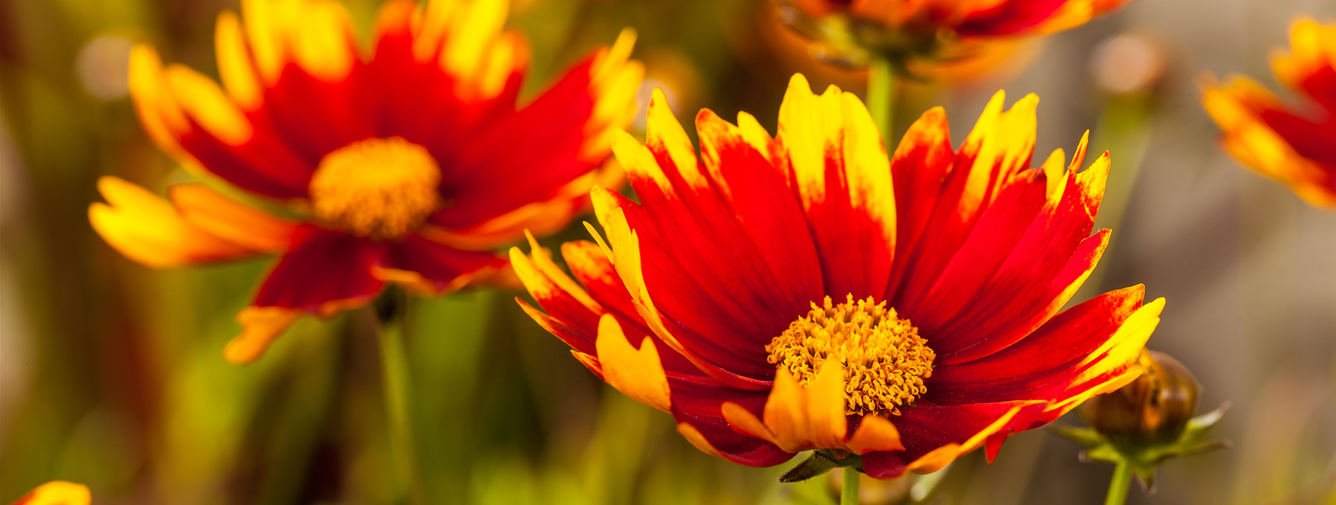 Kokardenblume