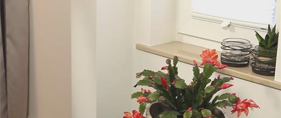 WEIHNACHTSKAKTUS - EINPFLANZEN IN EIN GEFÄß WEIHNACHTSKAKTUS - EINPFLANZEN IN EIN GEFÄß