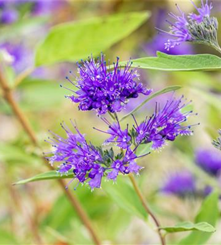 Caryopteris clanodensis