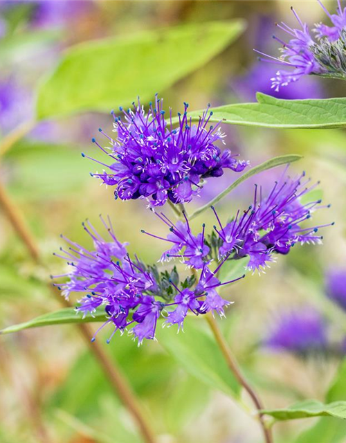 Caryopteris clanodensis