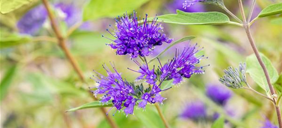 Caryopteris clanodensis