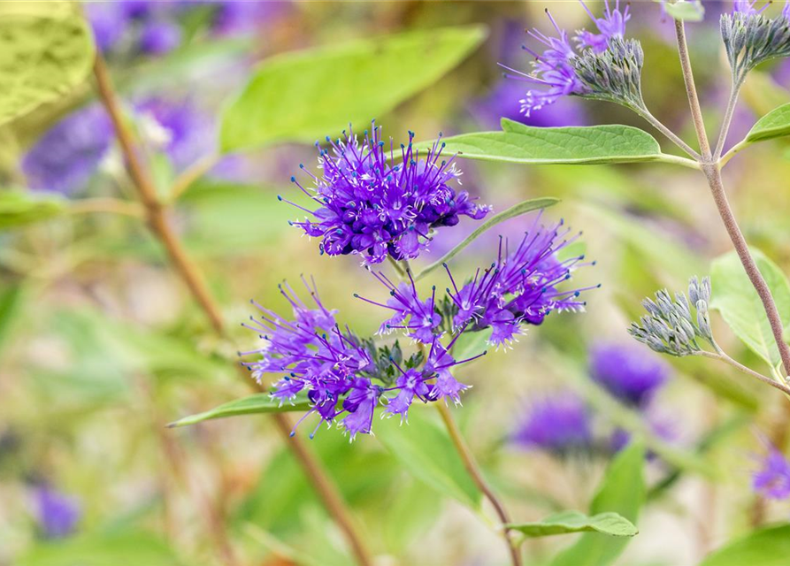 Caryopteris clanodensis