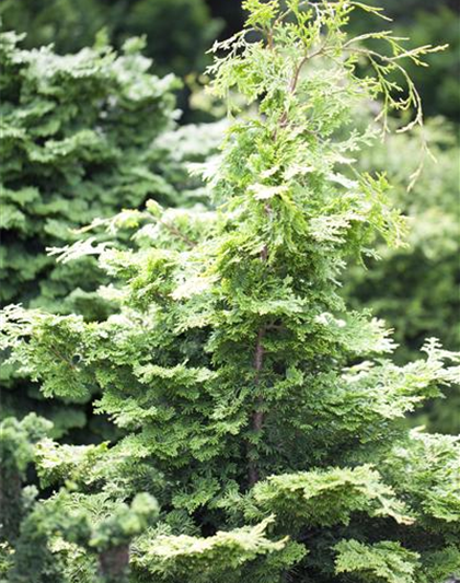 Chamaecyparis obtusa 'Rashahiba"