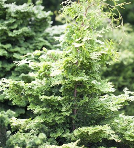 Chamaecyparis obtusa 'Rashahiba"