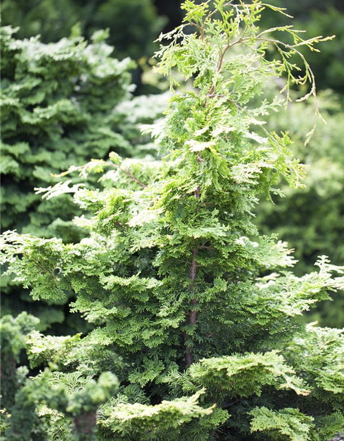 Chamaecyparis obtusa 'Rashahiba"