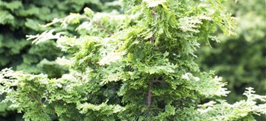 Chamaecyparis obtusa 'Rashahiba"