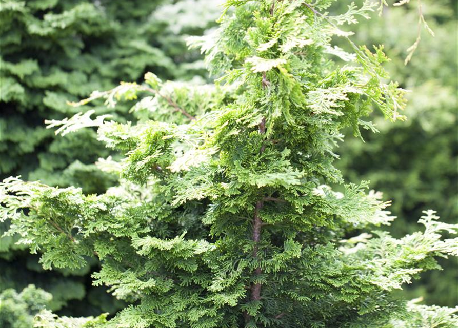 Chamaecyparis obtusa 'Rashahiba"