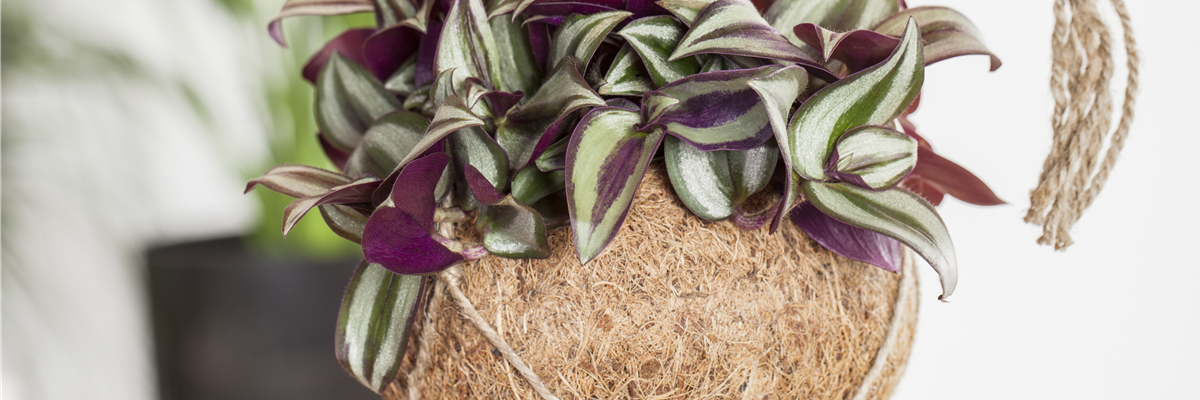 Tradescantia zebrina