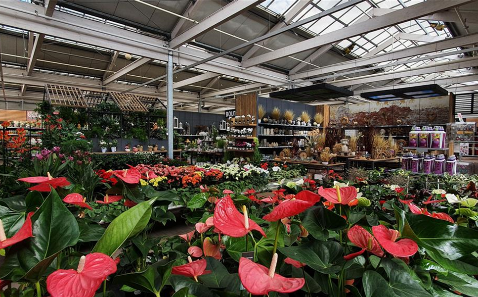 Zimmerpflanzen - Machs wohnlich!