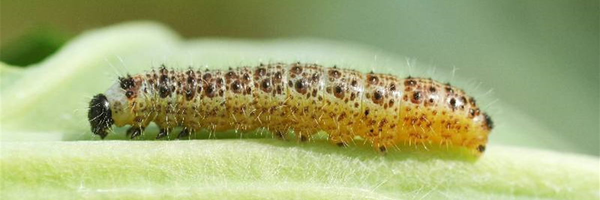 Schädlingsbekämpfung