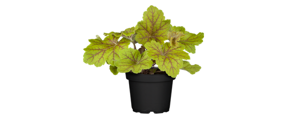 EIN KUNTERBUNTER HERBST! EIN KUNTERBUNTER HERBST!