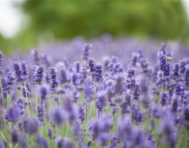 PFLANZE DES MONATS JUNI: LAVENDEL