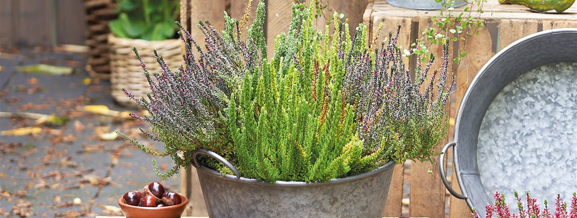 Calluna vulgaris Skyline