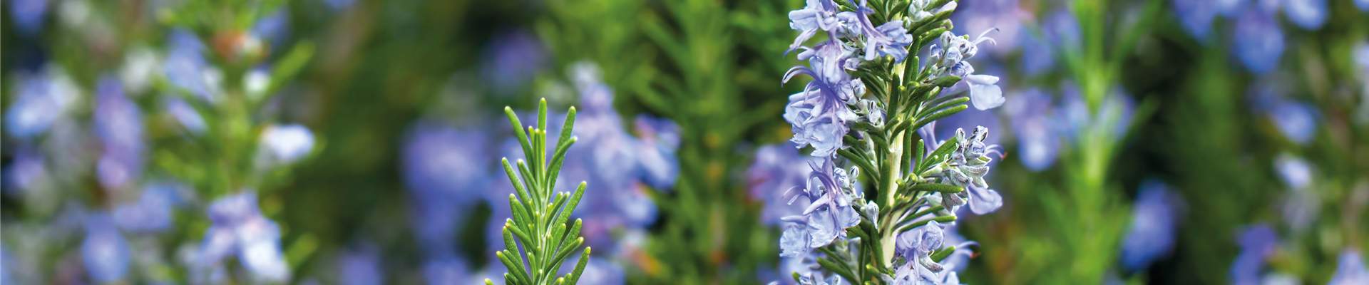 PFLANZE DER WOCHE: ROSMARIN