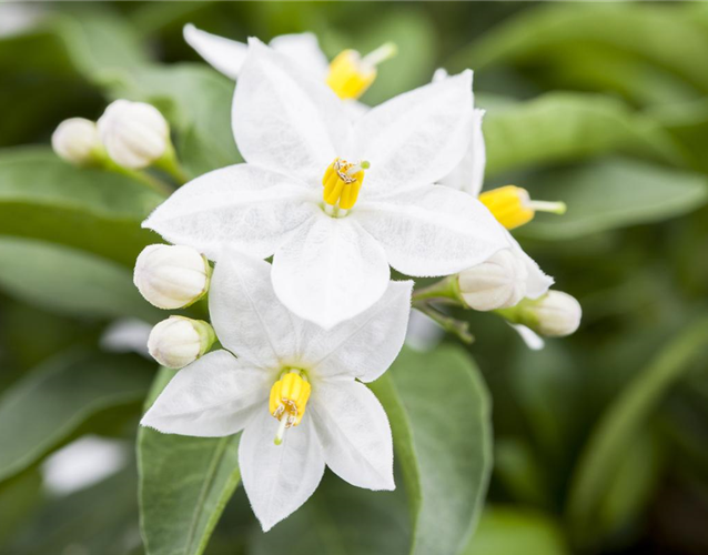 DER SOMMERJASMIN!