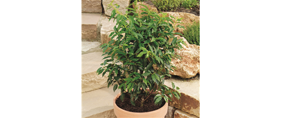 MEDITERRANE KüBELPFLANZEN! 