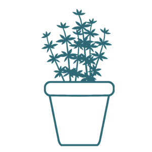 FRISCHE VIELFALT! FRISCHE VIELFALT!