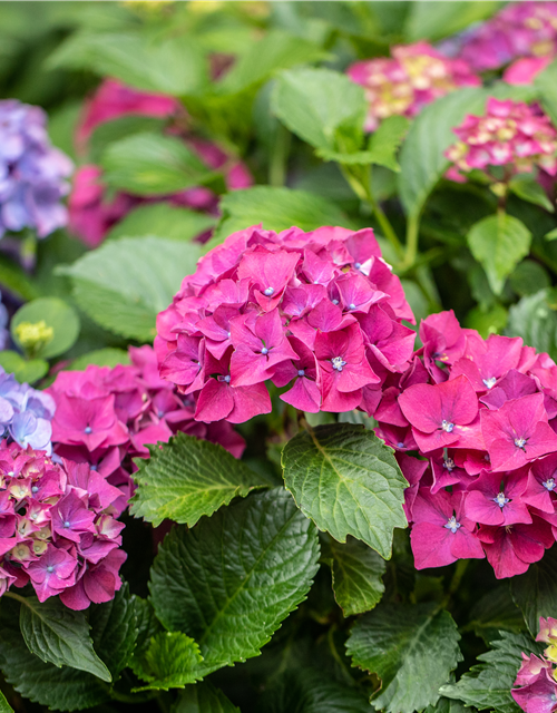 Hydrangea ' Forever&Ever '