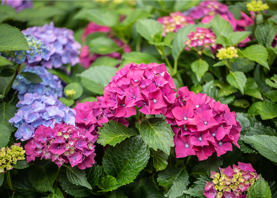 Hydrangea ' Forever&Ever '