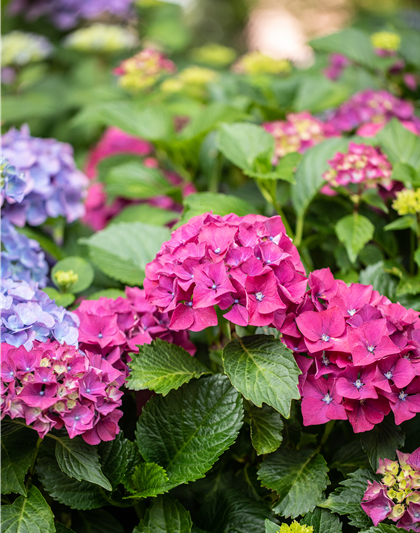 Hydrangea ' Forever&Ever '