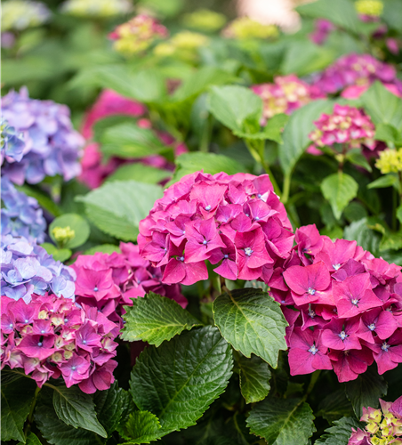 Hydrangea ' Forever&Ever '