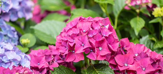 Hydrangea ' Forever&Ever '