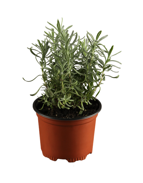 Lavandula angustifolia