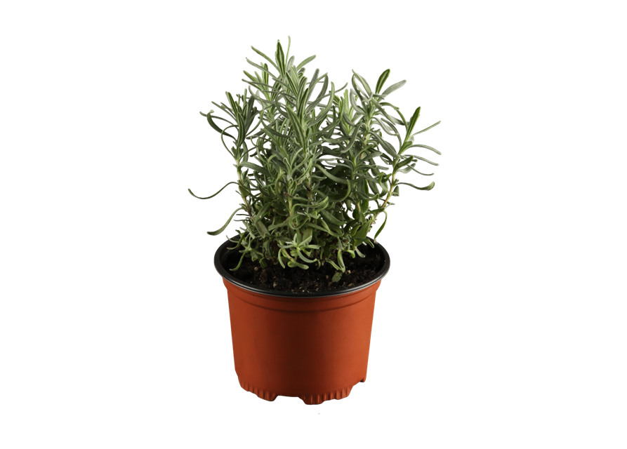 Lavandula angustifolia