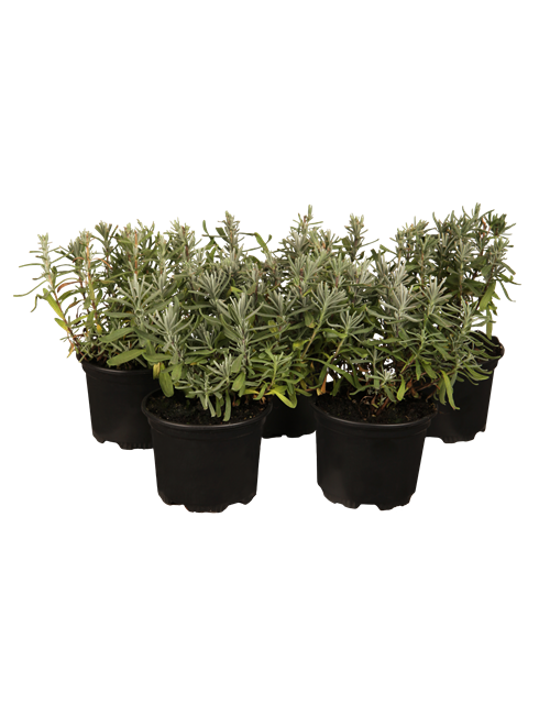 Lavandula angustifolia
