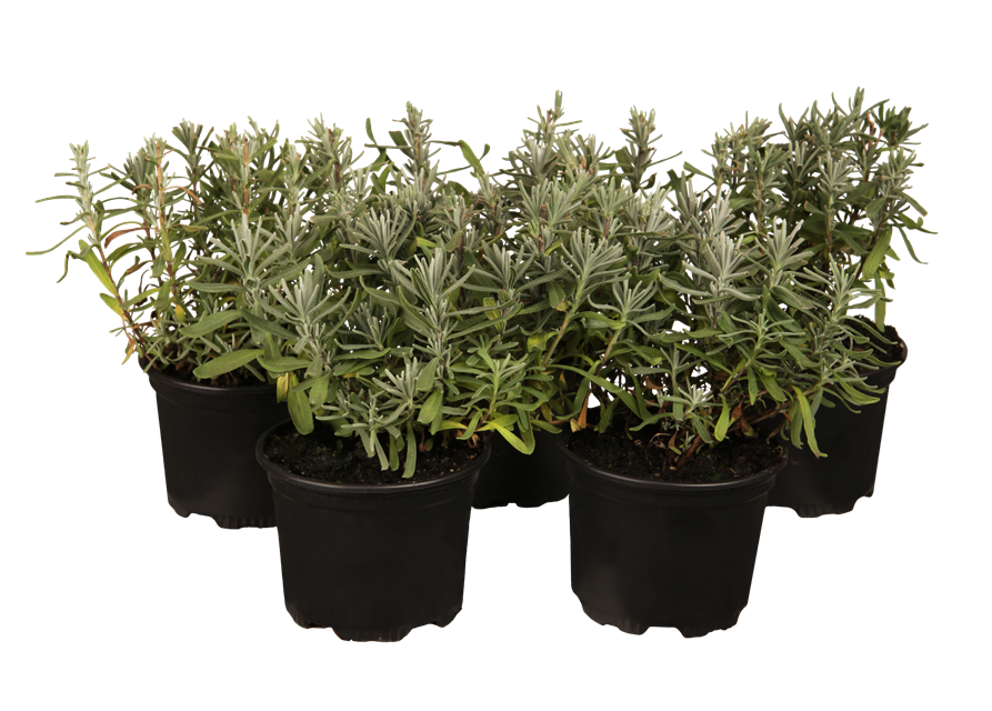 Lavandula angustifolia