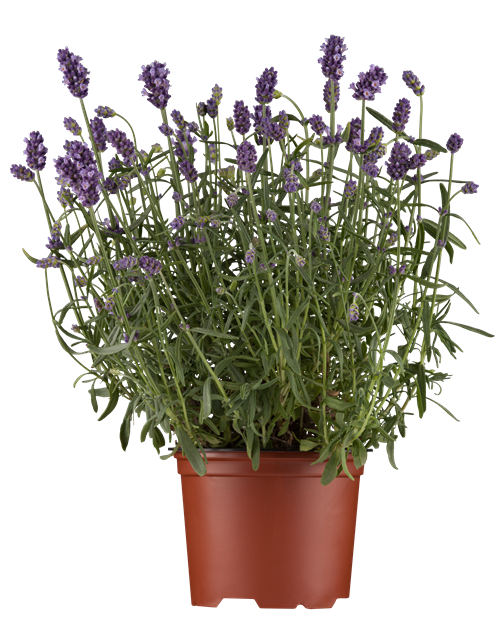 Lavandula angustifolia