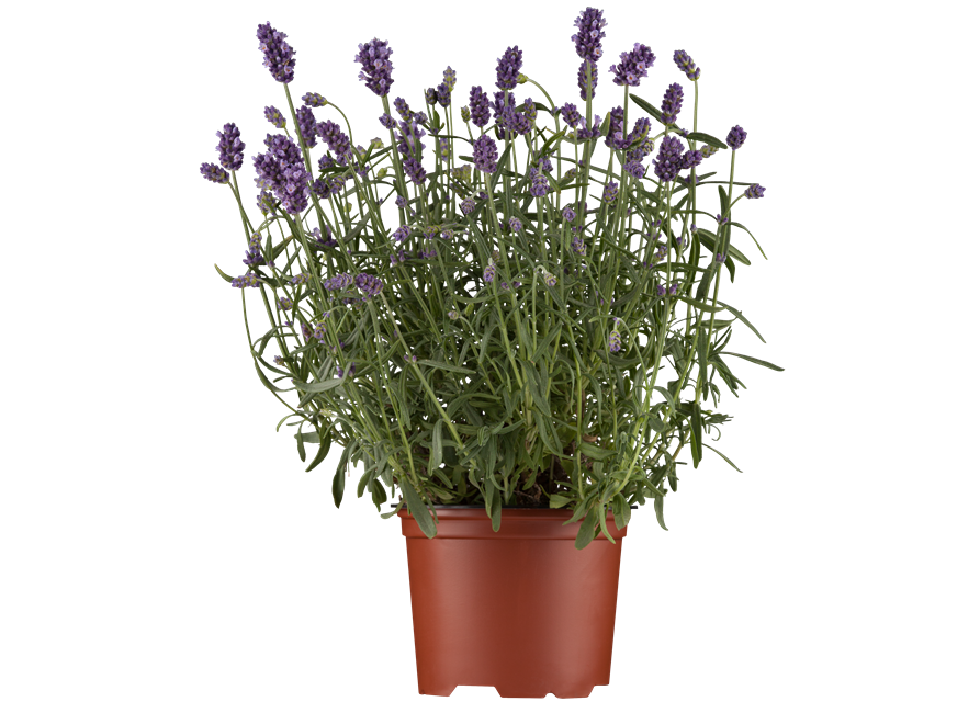 Lavandula angustifolia