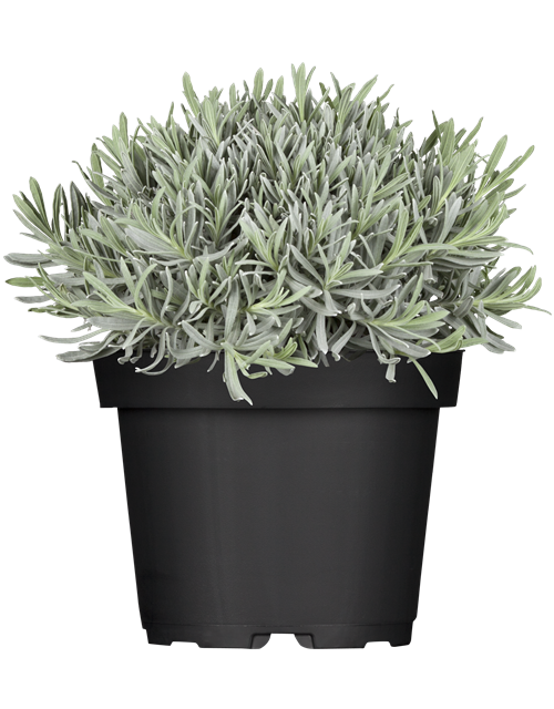 Lavandula angustifolia