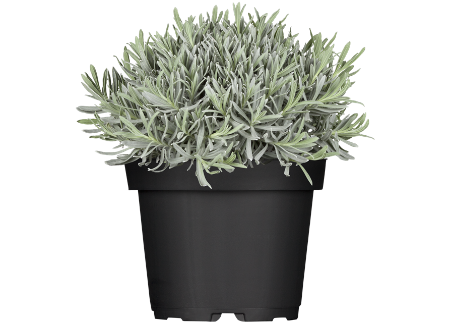 Lavandula angustifolia