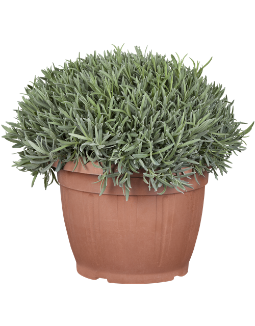 Lavandula angustifolia