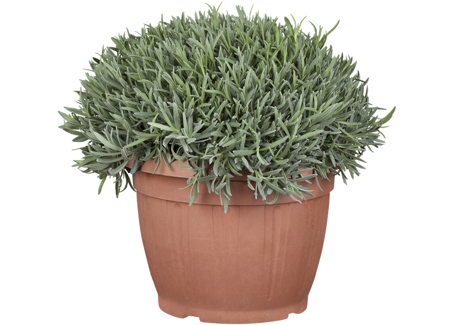 Lavandula angustifolia