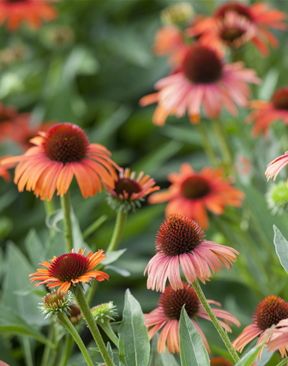 Echinacea purpurea