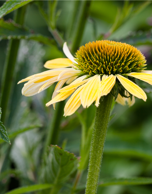 Echinacea purpurea