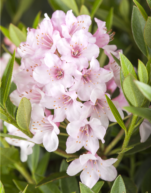 Bloombux Pink Kugel C 5