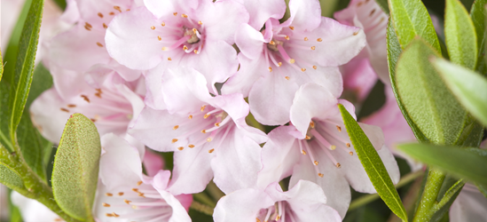 Bloombux Pink Kugel C 5