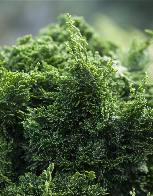 Chamaecyparis obtusa