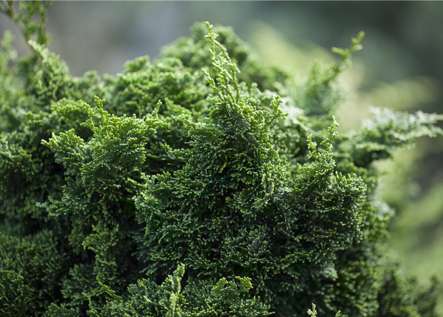 Chamaecyparis obtusa