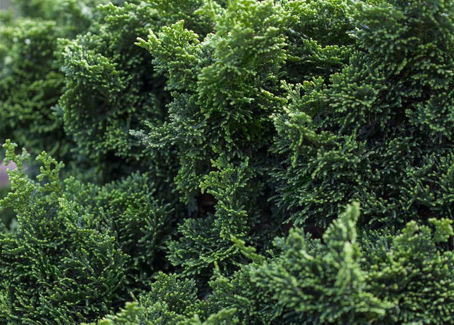 Chamaecyparis obtusa
