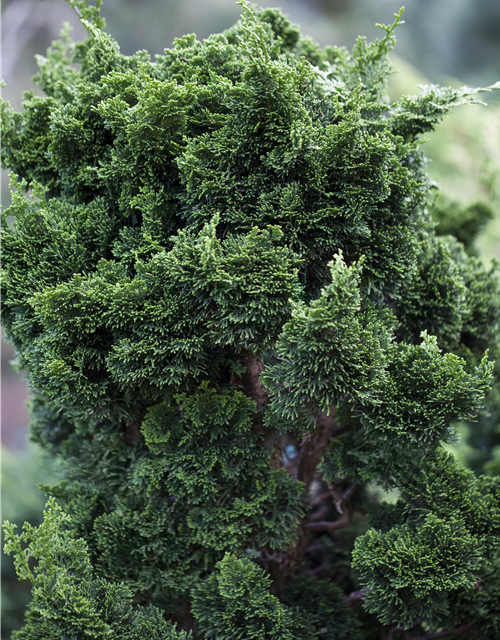 Chamaecyparis obtusa